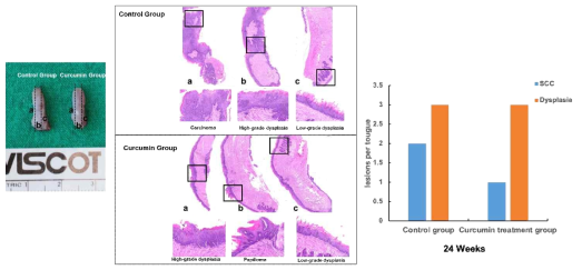 H&E staining을 통해 Curcumin을 경구투여한 4-NQO 마우스모델과 대조군 4-NQO 마우스모델의 암 형성 비교