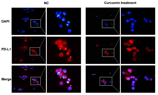IHC를 통해 Curcumin을 경구투여한 4-NQO 마우스모델과 대조군 4-NQO 마우스모델의 PD-L1 발현 비교