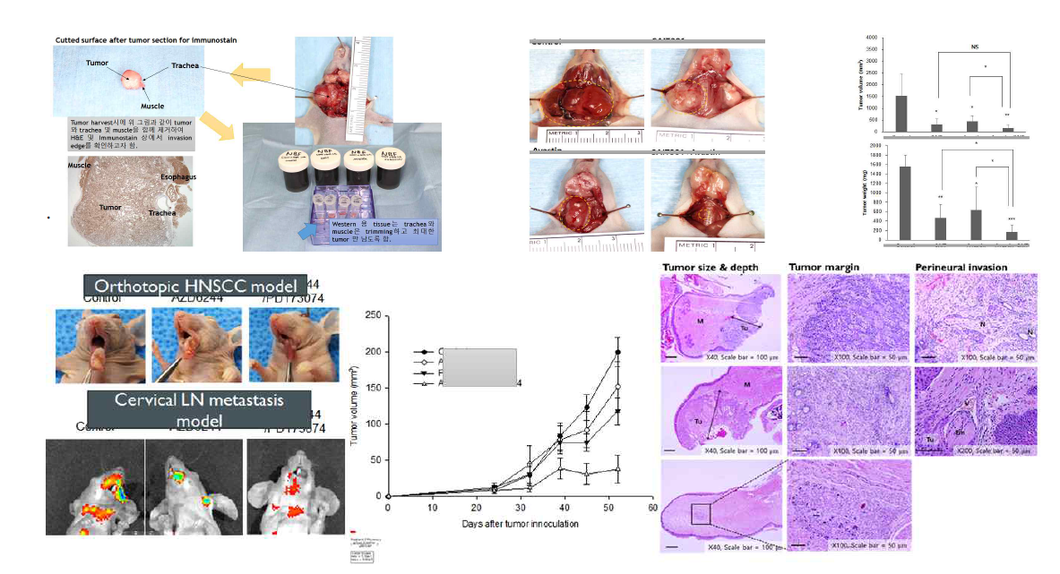 본 연구팀이 기 확보한 누드마우스를 이용한 두경부암 정위적/경부전이 동물모델. 암조직을 채취할 때 기관, 식도, 근육 등을 포함하여 면역염색상에서 invasion front부위에 대한 분석을 시행할 수 있음