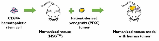 본 연구과제에서 tumor 와 immune cell 에 EGCG/Curcumin의 동시다발적 immune check point blocking 분석을 위해 사용할 humanized mouse model