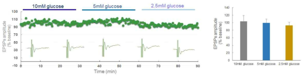 glucose 농도 별 전정 신경핵의 흥분성 시냅스 유발전위의 변화 측정