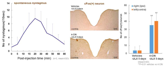 일측전정기관 손상 된지 5일이 지난 쥐에 4-CIN 투여 후 나타난 자발안진 개수와 뇌간 절편의 전정핵 부위에 발현된 cFos
