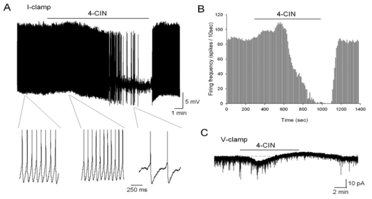 patch-clamp 실험 결과. 전정핵이 포함된 뇌간 절편에 4-CIN 투여 직후에는 활동전압 빈도가 빨라지고 내향성전류를 발생시키나 (흥분성 효과), 약물처리 중반 이후부터는 억제되어 활동전압 빈도도 적어지다가 없어지고 전류도 외향성전류가 나타나 막전압을 과분극시킴