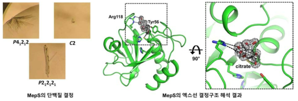 MepS의 단백질 결정구조 해석. 현재 논문 작성중