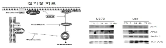 autophagy 시그널과 본 연구팀이 밝힌 전기장 조사 시 autophapy 마커 발현량 연구 결과