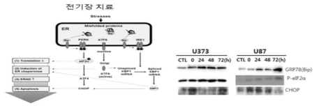 ER stress 시그널과 본연구팀이 밝힌 전기장 조사 시 ER stress 마커 발현량 연구 결과