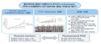 환자유래 종양이식 orthotopic 마우스 모델에서 전기장치료 효능 유효성평가 설계 scheme