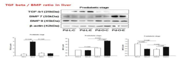 알코올 섭취 후 당뇨병 전단계 간에서 TGF-β1과 BMP7 ratio