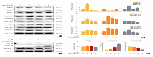 IL-1β에 의한 BMP and BMP ligand 발현