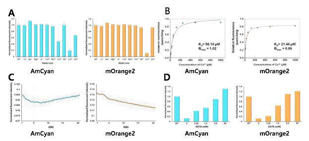 AmCyan과 mOrange2 형광단백질의 금속에 형광 소광 분석. (A) 금속에 의한 형광 소광 스크린.(B) Cu이온에 의한 형광 소광 titration.(C) Cu이온에 대한 Time-resolved 형광 측정.(D) EDTA에 의한 형광소광 복원