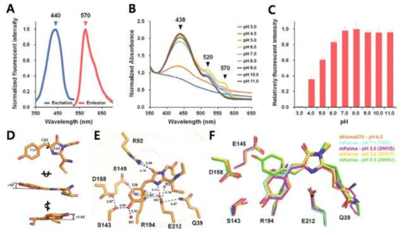 dKeima570 분광/구조 분석. (A)dKeima570 excitation/emission 측정. (B) pH에 따른 흡광 측정.(C) pH에 따른 형광 세기 측정. (D) chromophore configuration. (E) 수소 결합 네트워크.(F) mKeima구조와의 비교