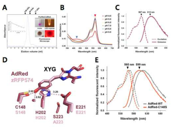 AdRed의 분광/구조 분석. (A) AdRed의 oligomeric state분석 및 형광 모니터.(B) pH