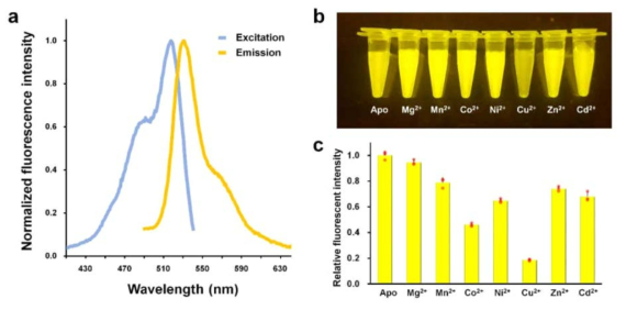ZsYello에 대한 분광학적 분석 (a) 재조합 ZsYellow에 대한 excitaion과 emission에 대한 최대치 측정. (b) 금속에 의한 형광 소광 시각화. LED light를 이용하여 민감도를 시각활 할 수 있음. (c) 형광발산세기를 측정을 통하 금속 영향에 대한 정량화
