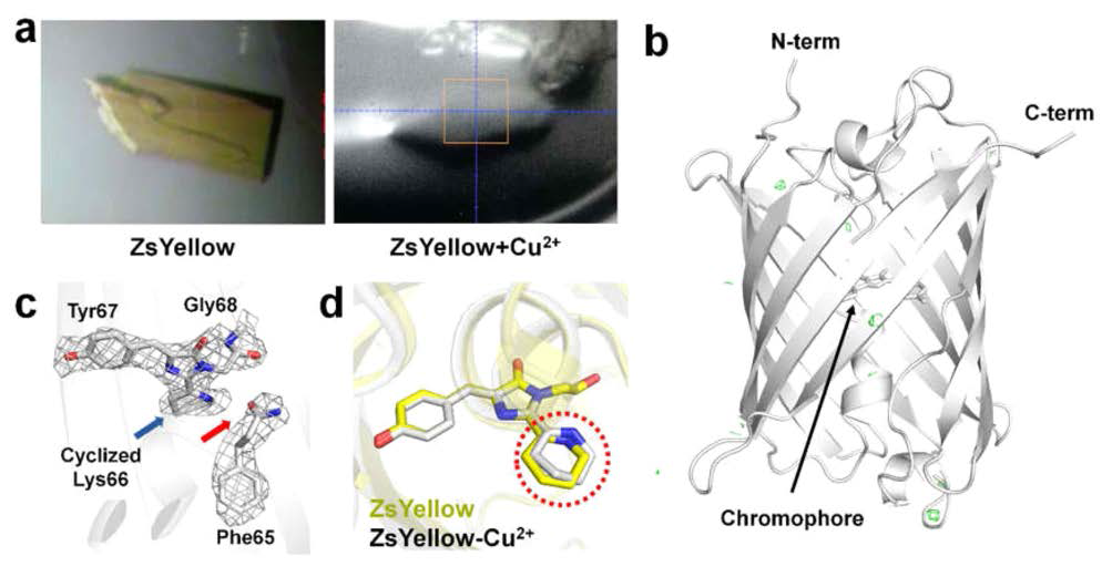 Cu2+에 의한 형광 소광된 ZsYellow에 대한 결정학 연구 (a) (좌)wide-type ZsYellow의 결정과 (우) Cu2+에 의해 형광 소광된 ZsYellow. (b) Fo-Fc omit 전자밀도 분석. Cu2+가 결합하지 않았음을 나타냄. (c) Cu2+에 의해 형광 소광된 ZsYellow 발색단. (d) wild-type과 형광 소광된 ZsYellow의 발색단 비교