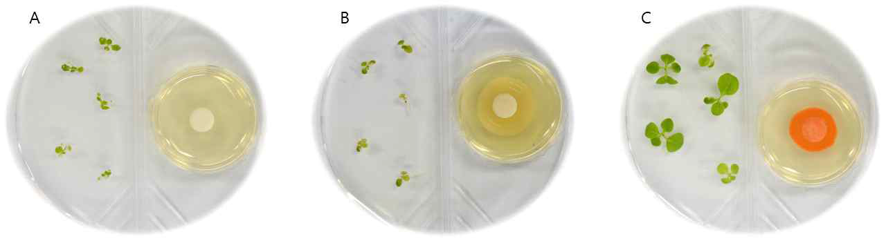 방사선 내성균이 생산하는 휘발성 물질에 의한 세슘 내성 활성. A. 음성대조군 (LB broth), B. E.coli K12, C. D. soli N5