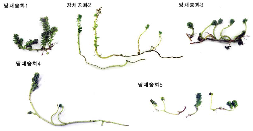 근권 미생물 다양성에 따른 식물 형태의 변화