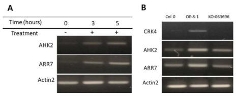 Expression of cytokinin marker genes in CRK4 OX and KO Arabidopsis seedlings. A, The induction of two cytokinin responsive marker genes (AHK2, ARR7) according to treatment of BAP. B, The expression of cytokinin marker genes was increased in CRK4 OX lines