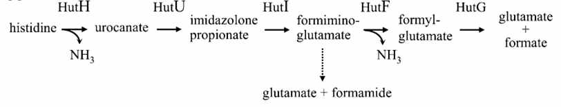 The roles of HUT1 gene in histidine metabolism in P . fluorescens