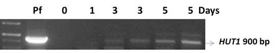 The expression of bacterial HUT1 gene in Arabidopsis shoot tissues treated with P. fluorescens in soil. Pf, positive control condition for HUT1 gene expression in which P. fluorescens were normally broth cultured