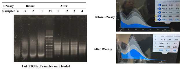 The RNA integration before and after clean-up mediated by RNeasy