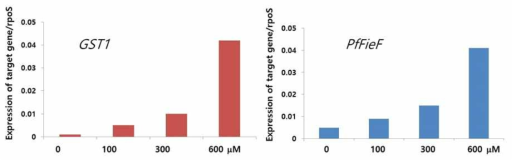 Expression patterns of PfFieF in P. fluorescens treated with CdCl2. To verify that Cd induced oxidative stress in P. fluorescens, GST1 gene was used as marker gene for cellular oxidative stress. P. fluorescens rpoS (RNA polymerase sigma factor) was used as internal control for the RT-PCR