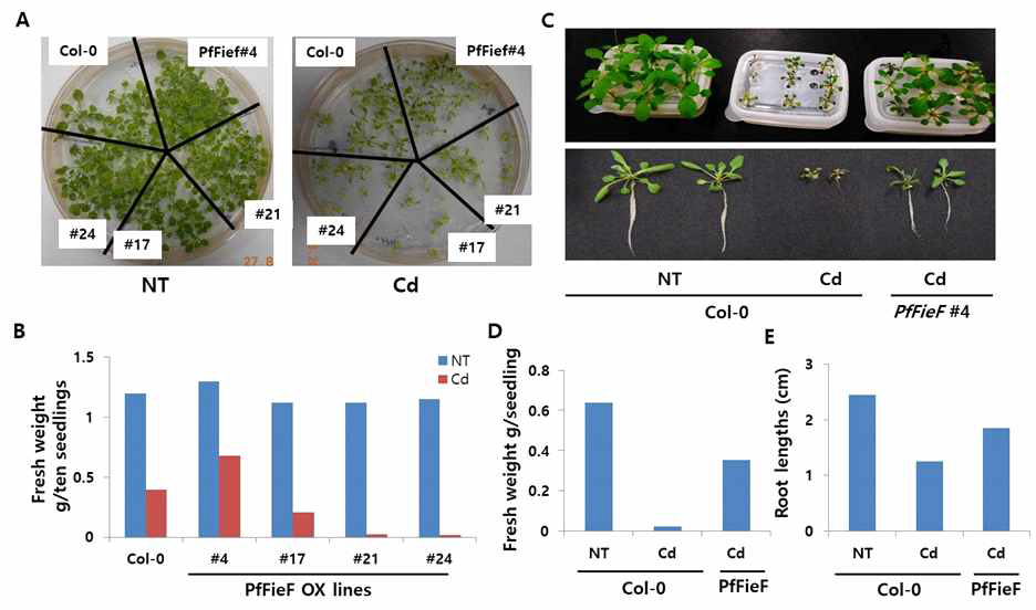 The Cd resistance of Arabidopsis lines expressing PfFieF genes