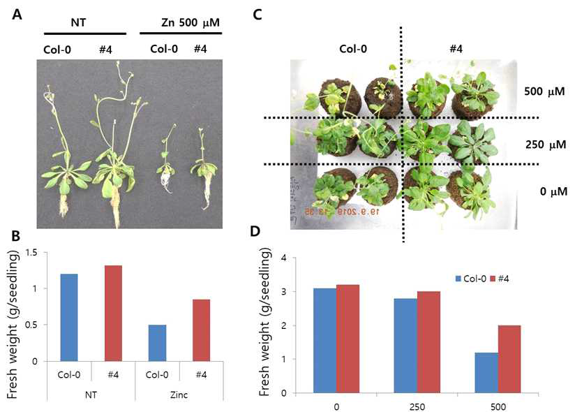 The growth behavior of Arabidopsis seedlings expressing PfFieF genes. A. The representative seedlings grown under hydroponic conditions treated w/o and w/ 500 uM of Zinc chloride soln. B. The fresh weight measurement of Arabodopsis seedlings grown under hydroponic conditions. C. The representative seedlings grown in the pot treated with ZnCl2 for 30 days. D. The fresh weight measurement of Arabidopsis seedlings grown in the pots
