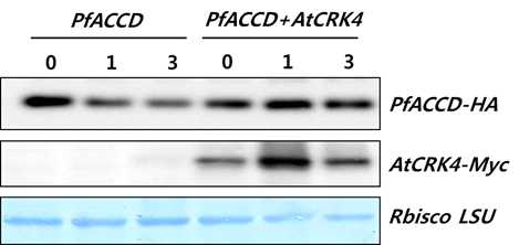 The changes of protein degradation patterns of PfACCD-HA in presence of AtCRK4 PfACCD-HA and AtCRK4-Myc were co-expressed in Arabidopsis protoplast. In the designated time courses, cells were harvested and subject to immunoblot assay