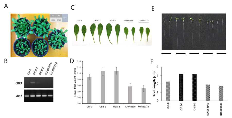 The CRK4 positively regulated the growth of Arabidopsis