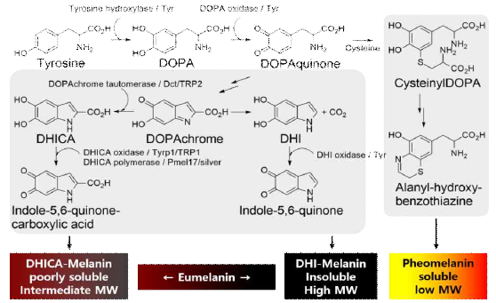 티로신과 도파 전구체로부터 자연에서 형성되는 자연멜라닌 천연색소의 색깔에 관한 개요