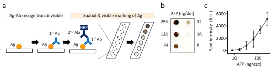 항원-항체 반응을 이용한 바이오마커 HRP 표지 후 HRP에 의해 바이오마커 주변으로 형성되는 접착성 발색체를 통한 바이오마커 정량 분석 개요 (a) 및 이의 실험 결과 (b-c)