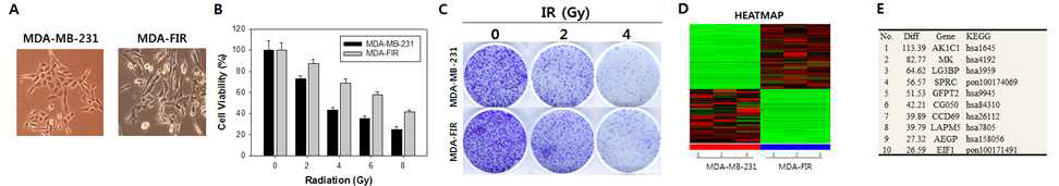 Characterization of radioresistant MDA-FIR cells