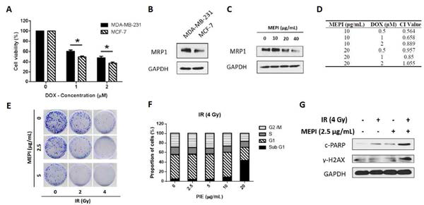 MEPI에 대한 암세포에서의 내성 극복 연구