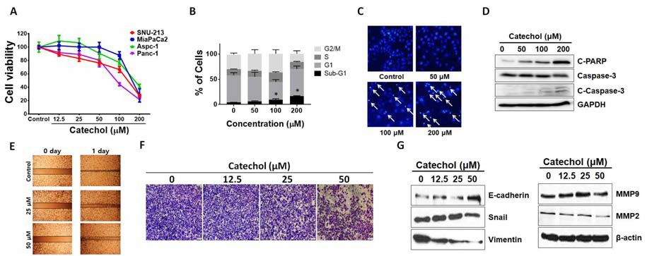 췌장암세포에서의 Catechol에 의한 세포사멸 유도 및 전이 억제 효능 연구