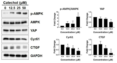 췌장암세포에서 Catechol에 의한 Hippo 신호전달 억제 효능 연구