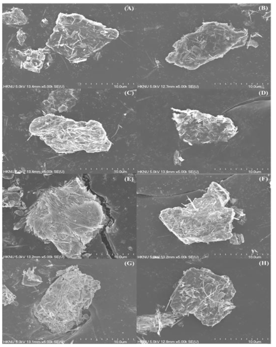 Field emission scanning electron micrograph (FESEM) images of sepiolite after different thermal treatment: (A) raw, (B) 300°C, (C) 500°C, (D) 700°C, (E) 800°C, (F) 850°C, (G) 900°C, and (H) 950°C