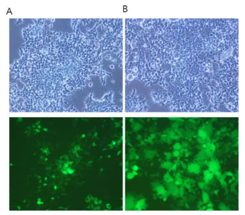 Syncytia formation mediated by 10A1-R(-) env gene. 293T cells were transfected with MoMLV-10A1-EGFP (A) and MoMLV-10A1-R(-)-EGFP (B). 293T cells were observed using phase contrast microscopy (top panel) or fluorescence microscopy