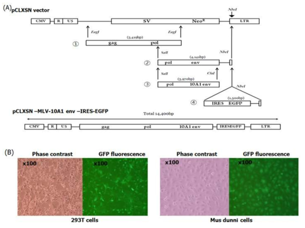 EGFP를 포함하는 RCR의 제조(A) 및 표적 세포에서 복제 가능함을 EGFP가 발현되는 것으로 증명(B)