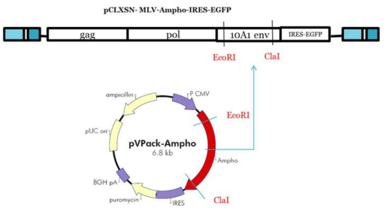 EGFP를 포함하는 amphotopic RCR 벡터의 제조