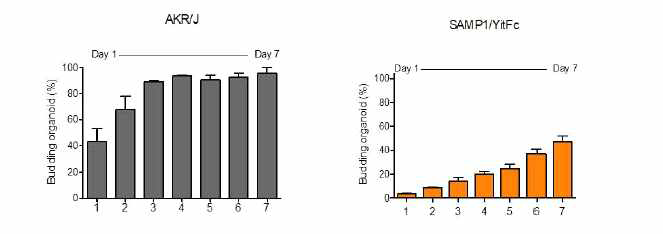 1회 Passge 후 AKR/J 및 SAMP1/Yit organoid의 Budding 효율 비교