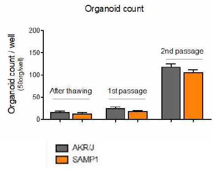 Thawing 후 2회 passage 후 얻을 수 있는 Organoid 갯수