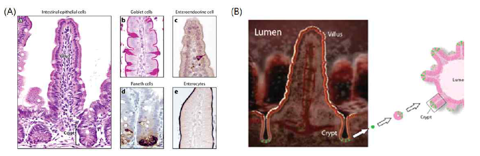 (A) intestinal epithelium을 구성하는 세포군 (B) Crypt stem 유래 Intestinal Organoid 모식도