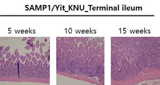 SAMP1/Yit_KNU mice의 Spontaneous ileitis