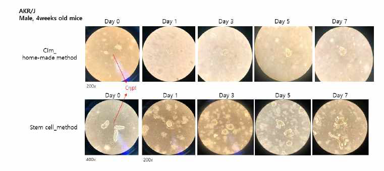 home-made growth medium 과 IntestiCult™ Organoid Growth Medium 효율 비교