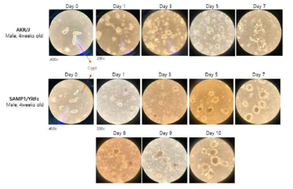 AKR/J 및 SAMP1/Yit mice의 intestinal organoid