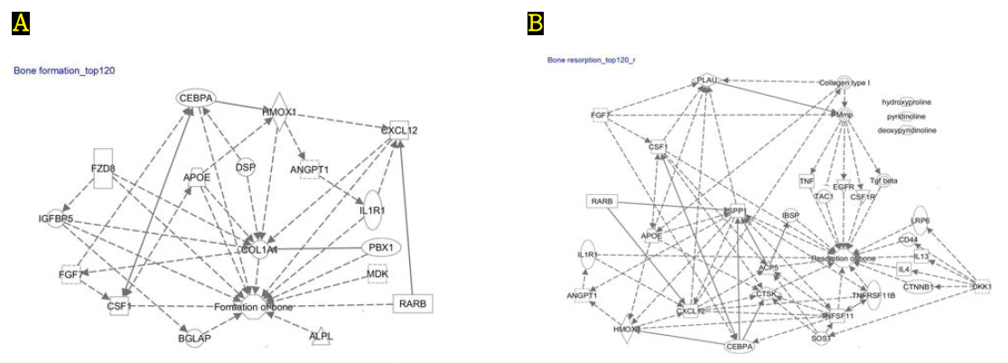Top 120 유전자 중 골재형성과정 관련 유전자 network. A. 골형성에 관련된 유전자 네트워크. B. 골흡수에 관련된 유전자 네트워크