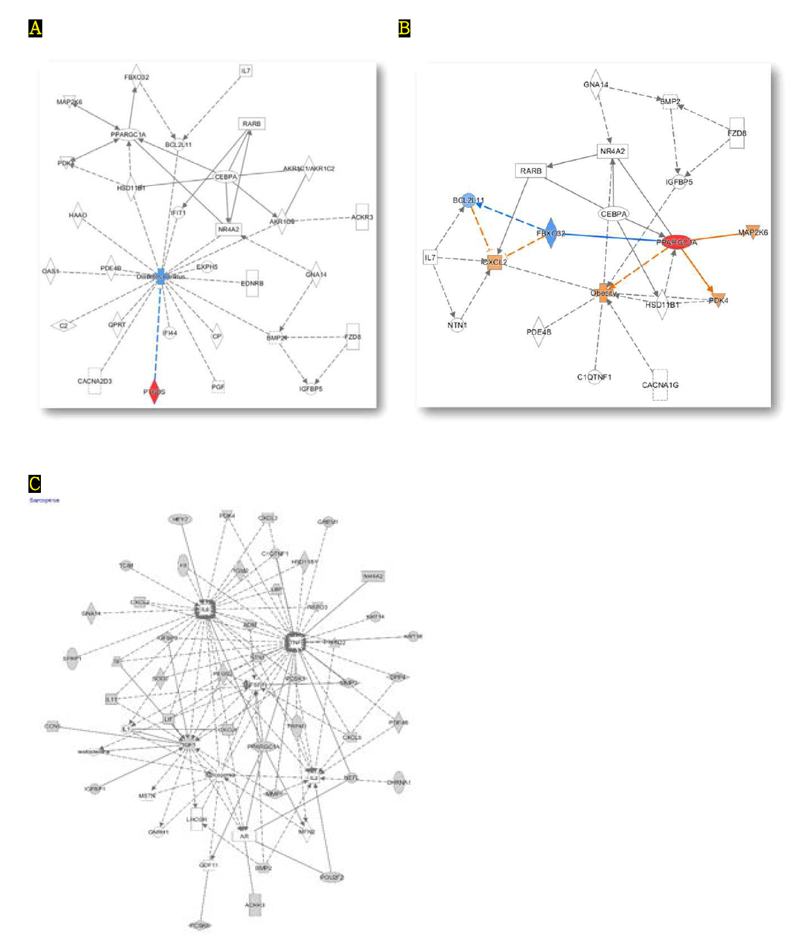 Top 120 유전자와 기타 내분비질환과의 관련성 분석 네트워크. (A) 당뇨 관련 유전자 네트워크. (B) 비만 관련 유전자 네트워크. (C) 근감소증 관련 된 유전자 네트워크