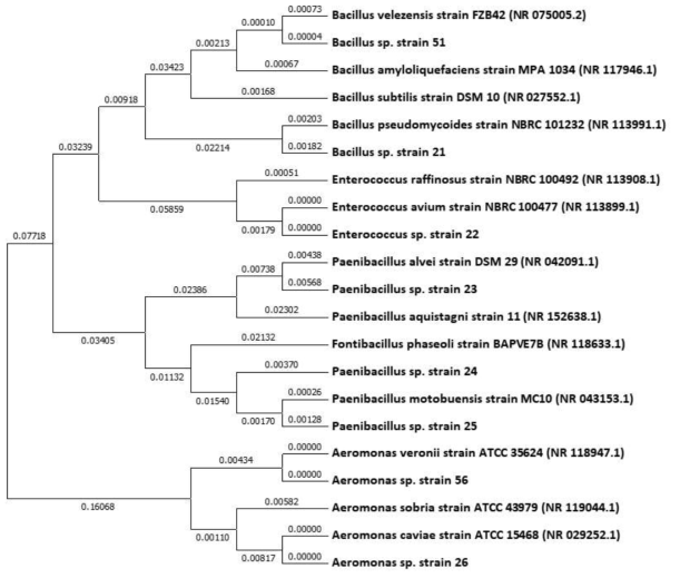 Phylogenetic dendogram of the relationships between 16s rDNA gene sequences of landfill bacterial isolates, retrived from Genebank