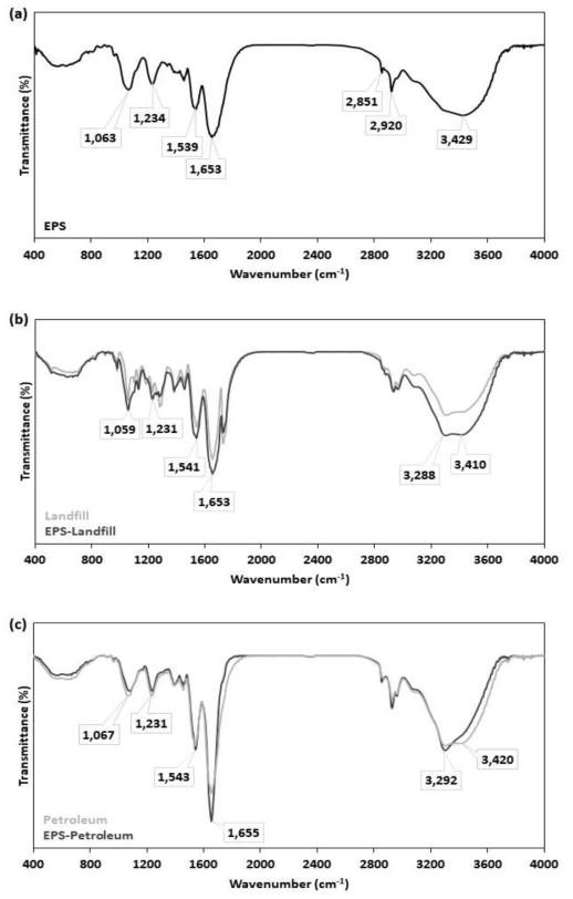 Fourier transform infrared spectra of lyophilized (a) EPS produced from Lactobacillus plantarum and the comparison between unmodified microbes of (b) landfill and (c) petroleum degradading bacterial consortium and their EPS-encapsulated microbe, respectively