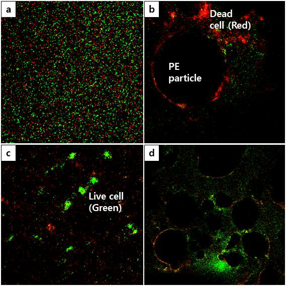 Confocal scanning laser microscopy images of fluorescent-stained bacterial cells: (a) pelagic microbial cells in the medium, (b) surrounding the PE microplastic particles, (c) EPS-encapsulated microbial cells suspended in the medium, and (d) surrounding the PE microplastic particles, respectively